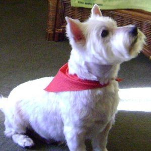 Meet your Posher, Janice